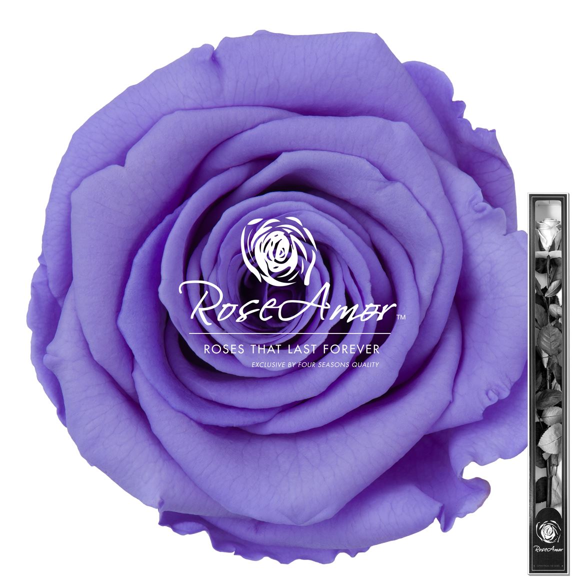 Rosa Preserved Stem Vio01 60cm 6cm Hd