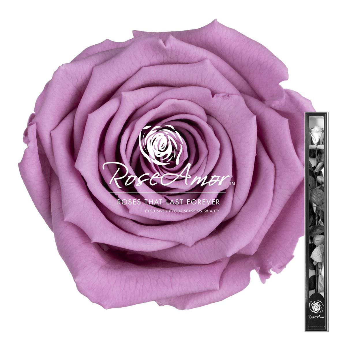 Rosa Preserved Stem Vio02 60cm 6cm Hd