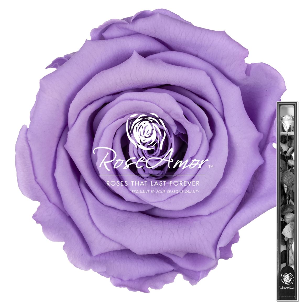 Rosa Preserved Stem Vio03 60cm 6cm Hd