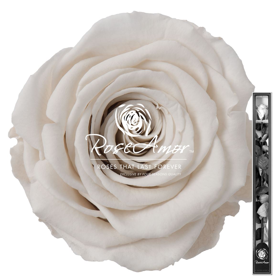 Rosa Preserved Stem Whi04 60cm 6cm Hd