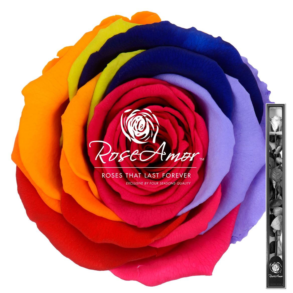 Rosa Preserved Stem Rainbow Red02 60cm 6cm Hd