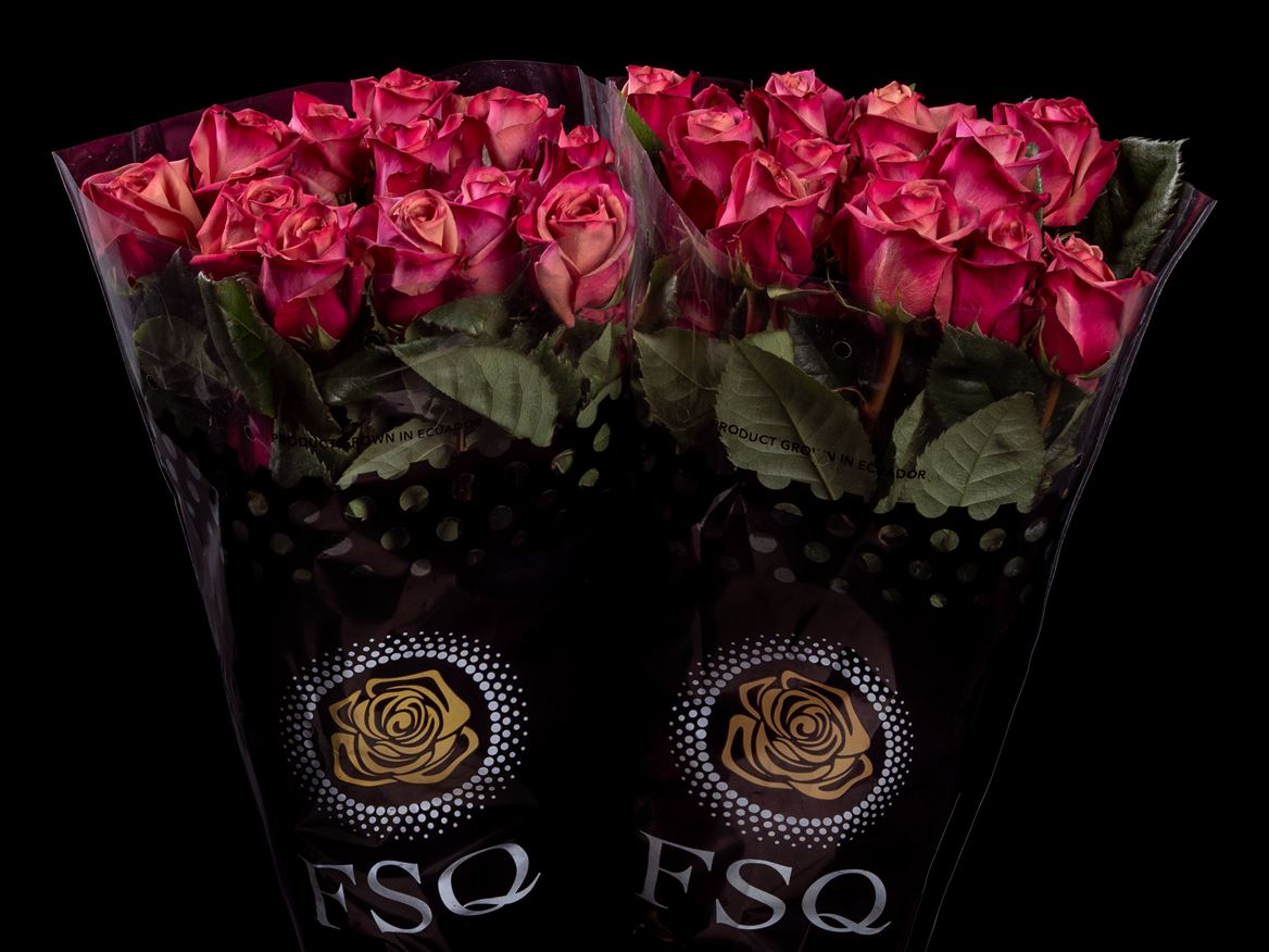 Rosa Purple Barista 60cm