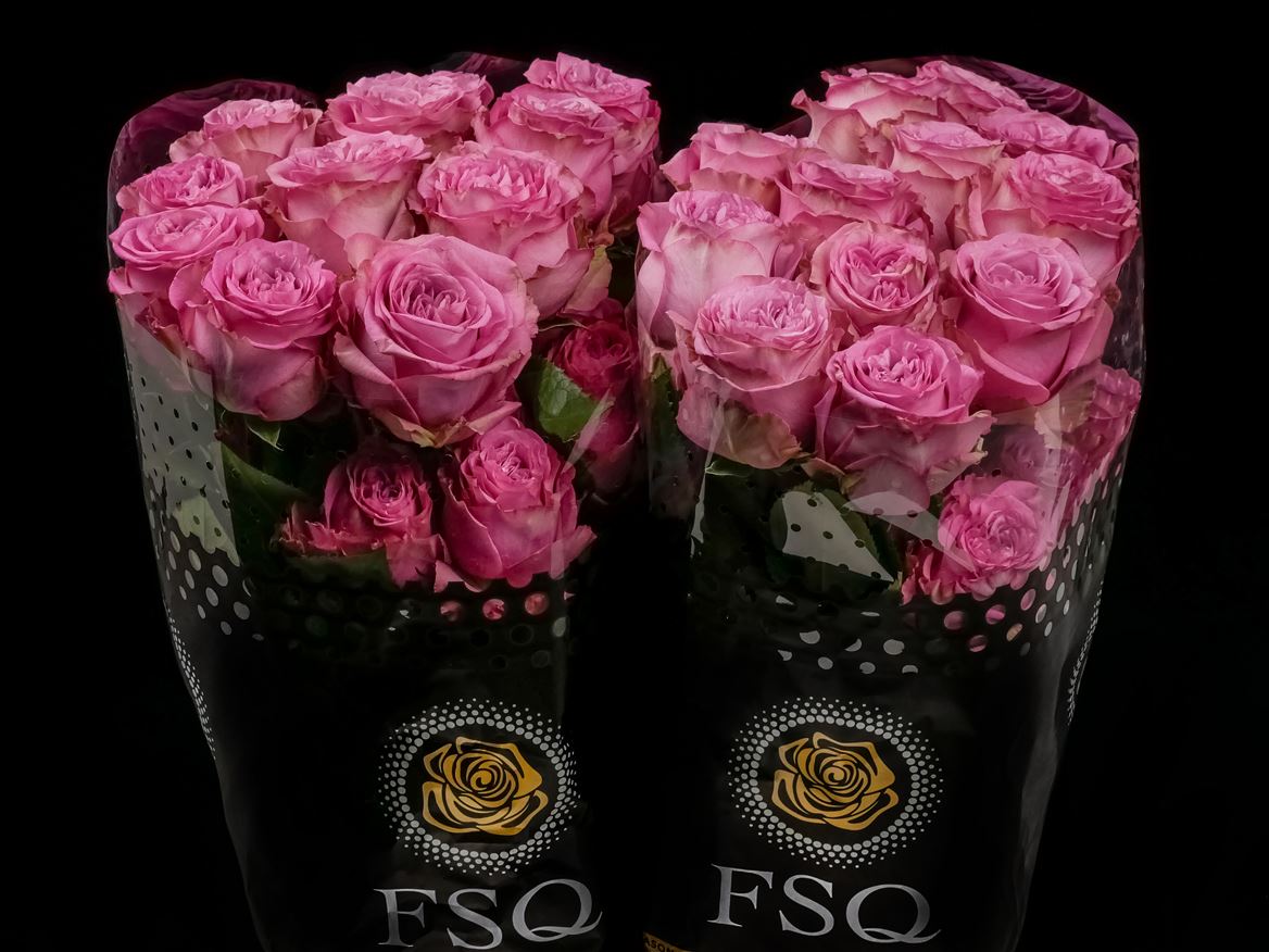 Rosa Queen's Crown 50cm