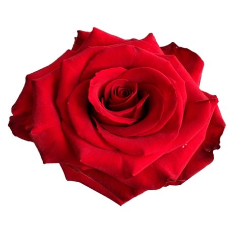 R Gr Redvolution Xl