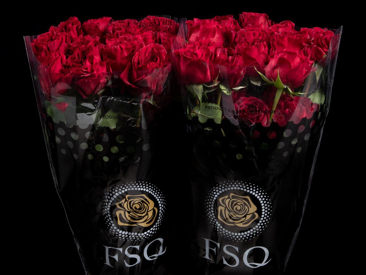 Rosa Red Xpression 50cm