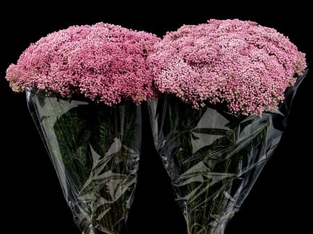 Ozothamnus Victoria Pink