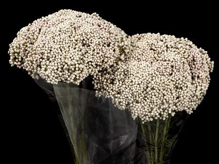 Ozothamnus Victoria White