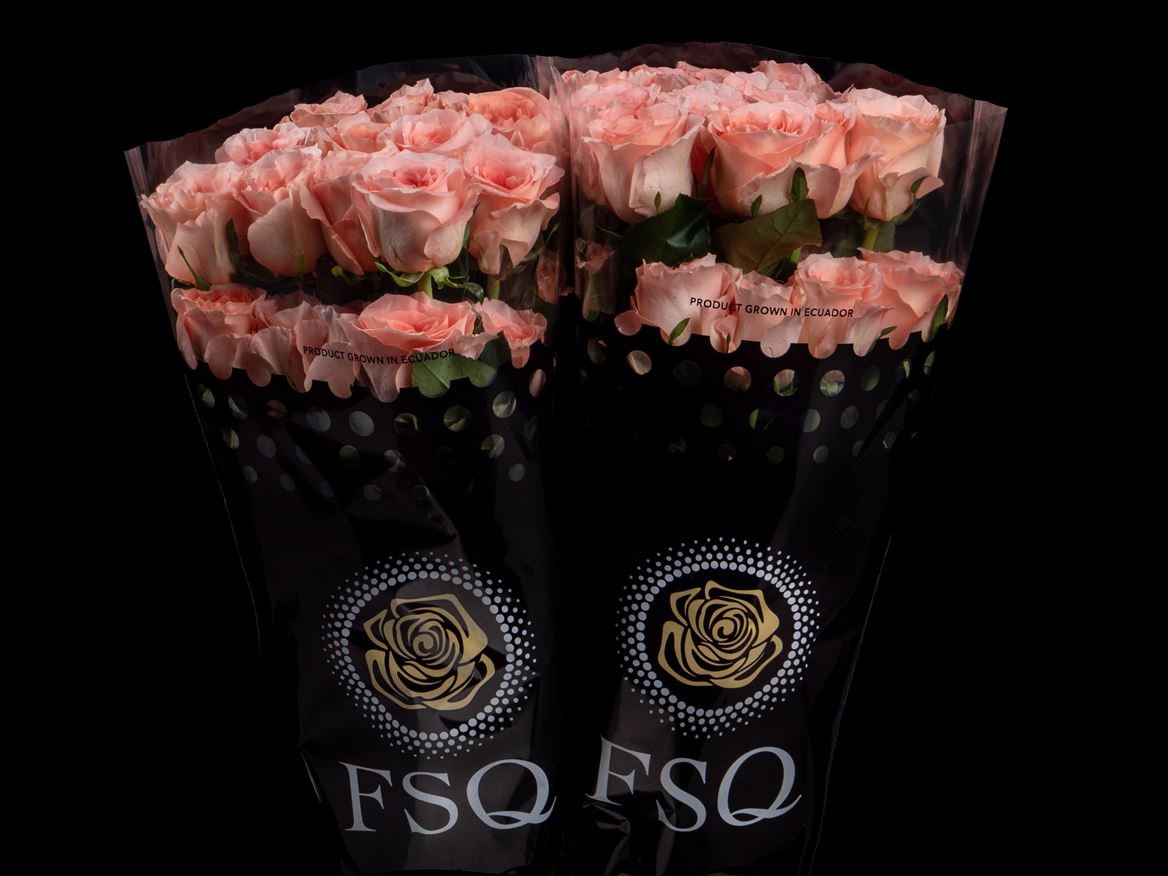 Rosa Rose Enigma 50cm