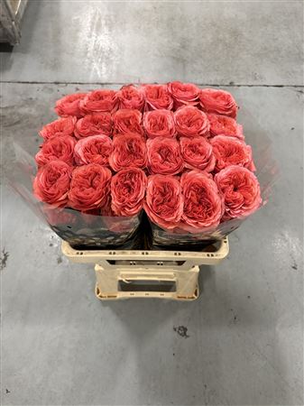 R Gr Romance X-pression