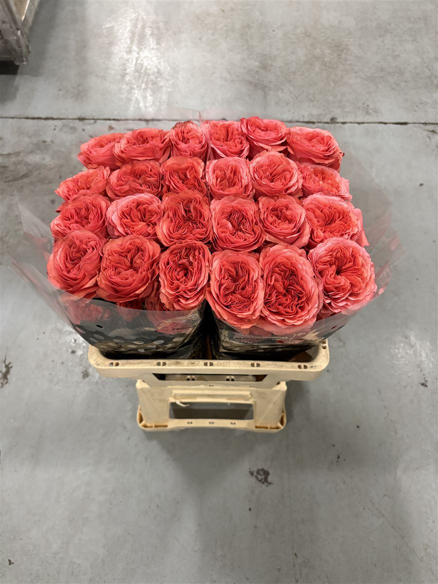 Rosa Romance Xpression 50cm