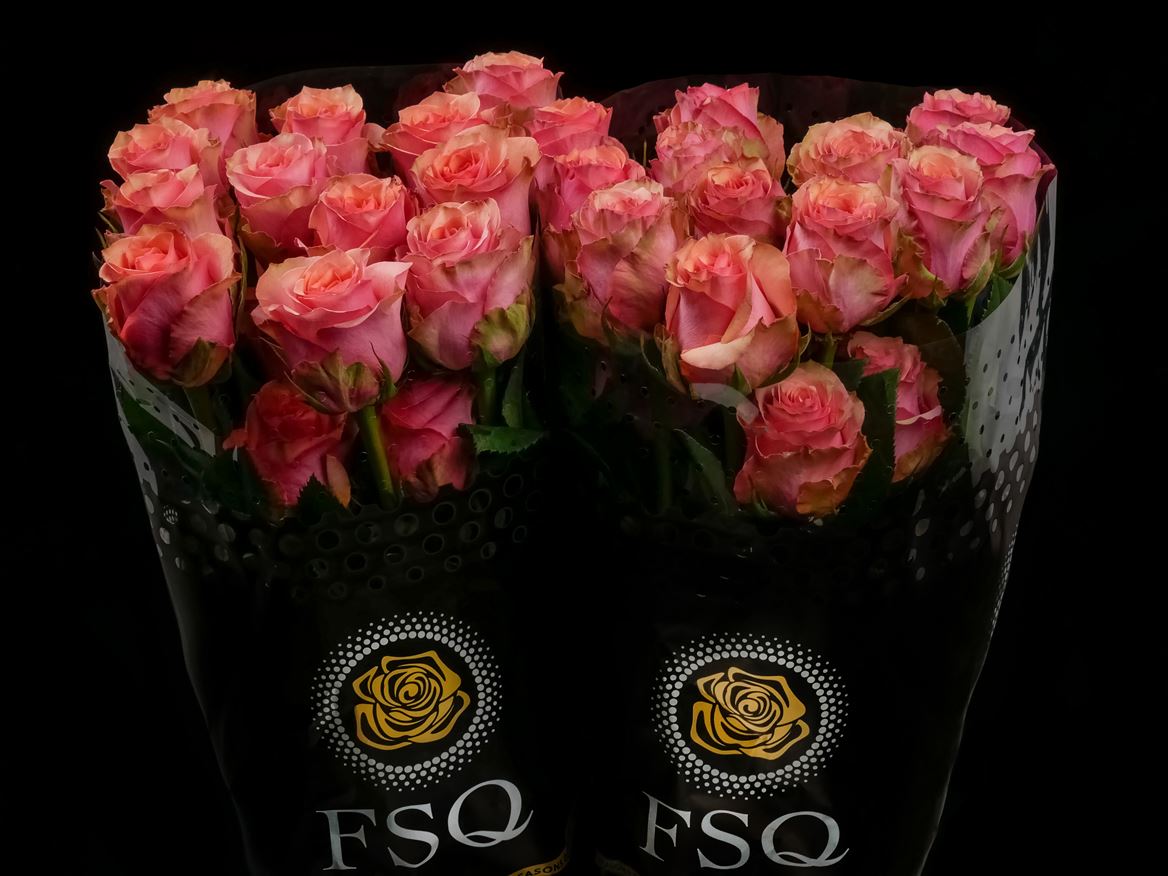Rosa Samba Pa Ti 50cm