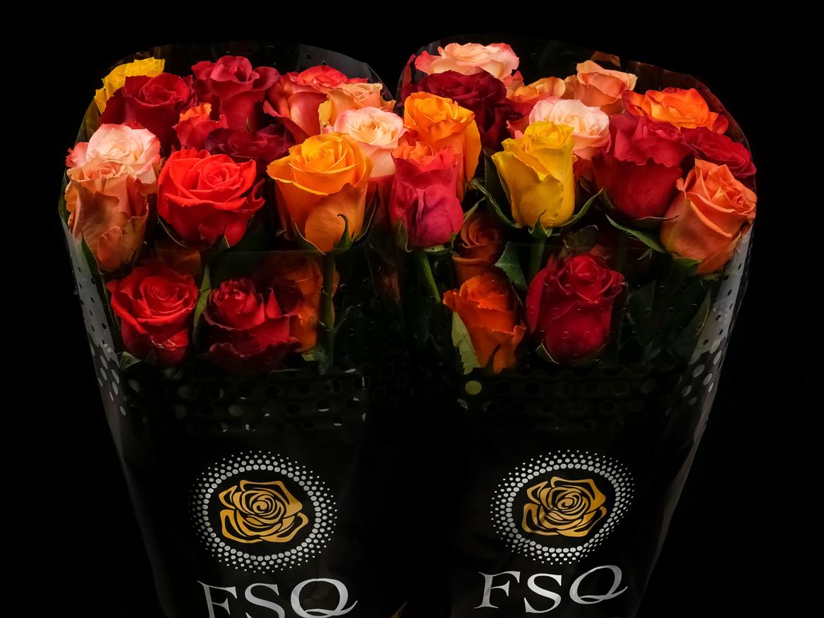 Rosa Seasons Autumn Mix 50cm