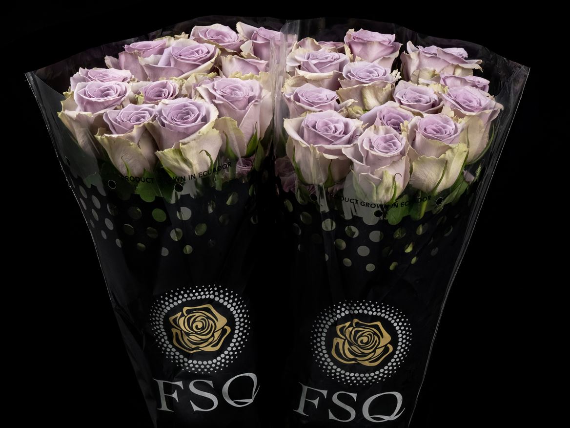 Rosa Shocking Blue 60cm