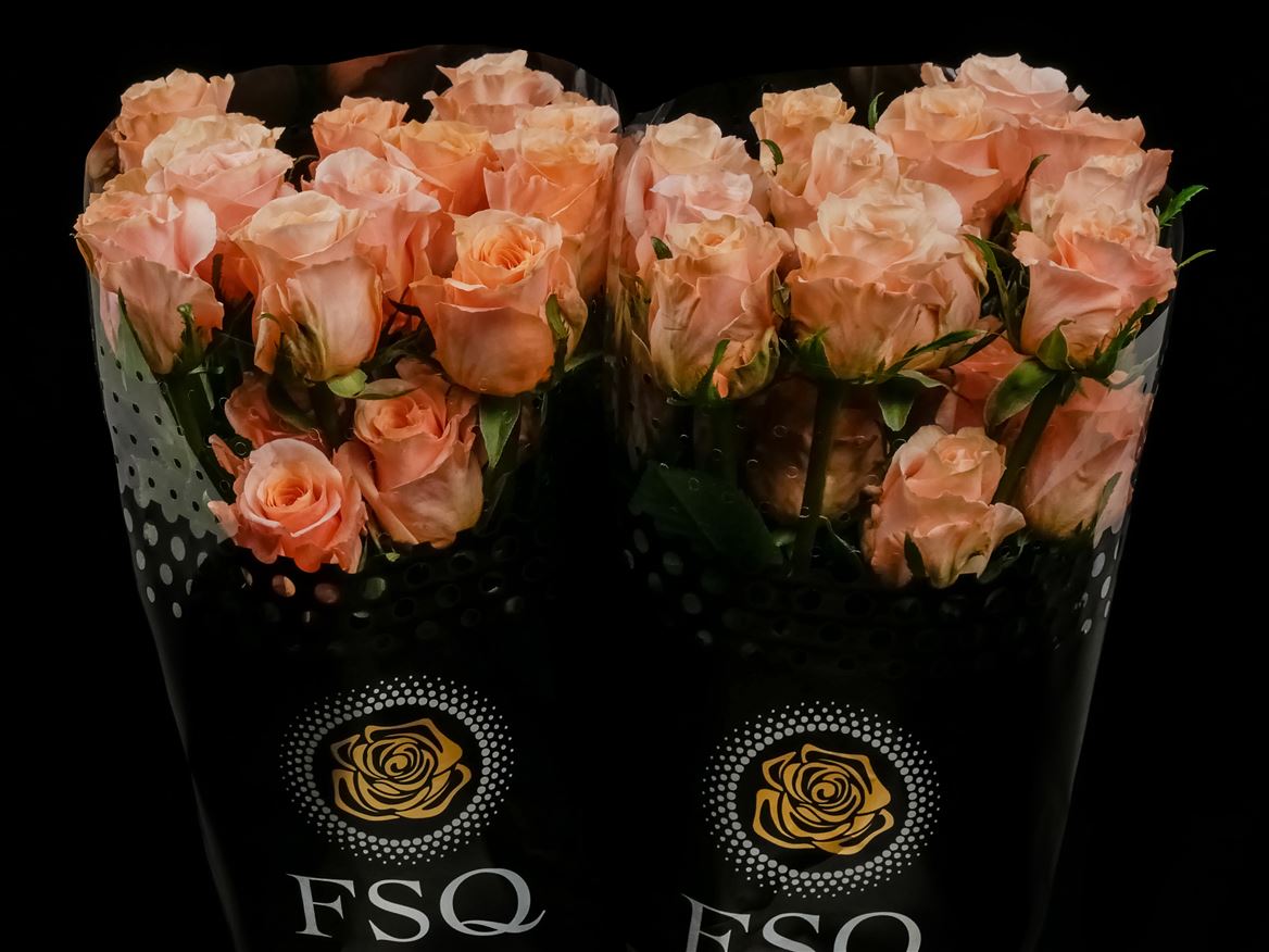 Rosa Shimmer 40cm