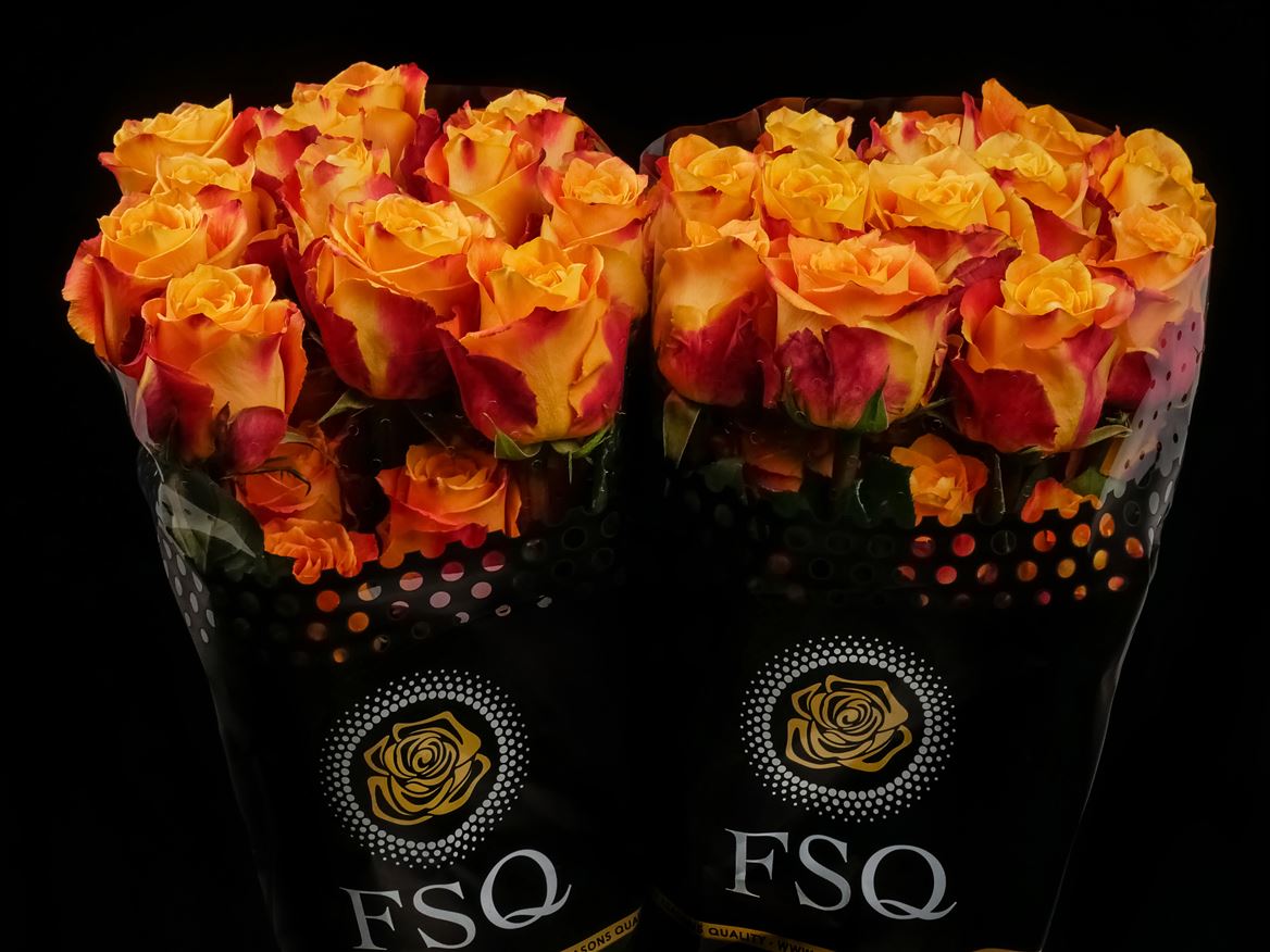 Rosa Silantoi@ 50cm