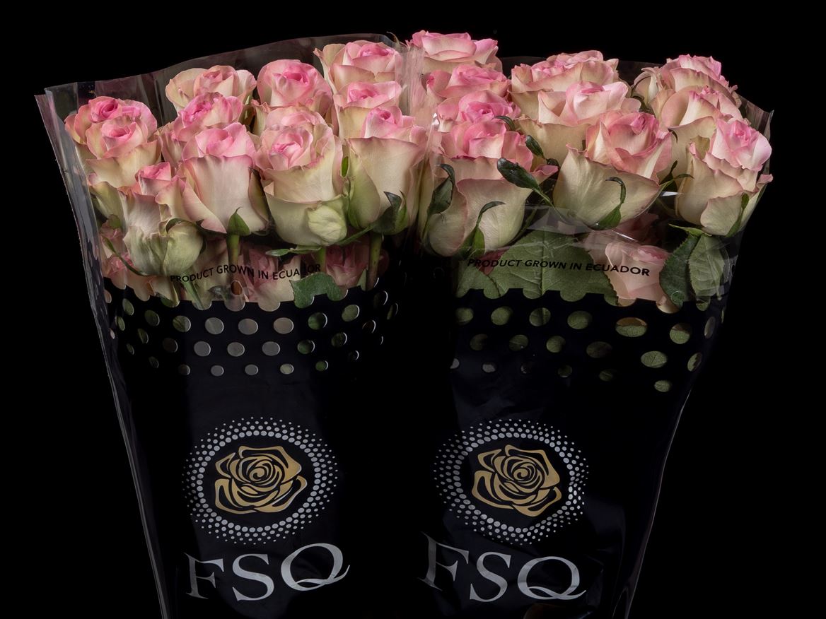 Rosa Swan+ 50cm