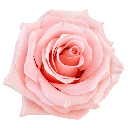 Rosa Sweet Beat 70cm
