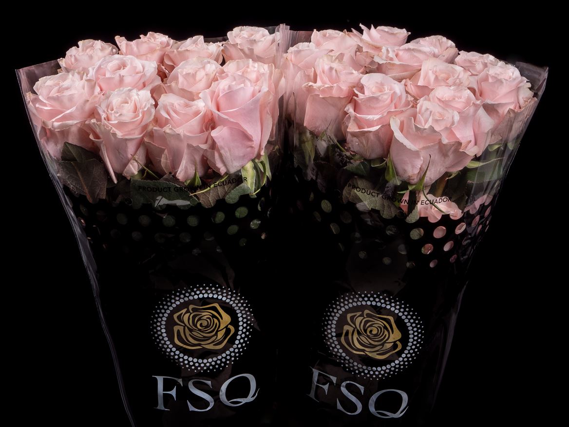 Rosa Sweet Beat 60cm