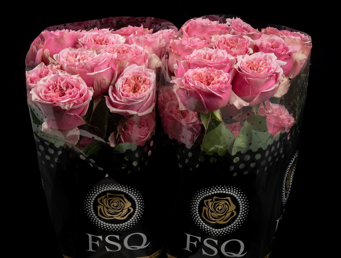 Rosa Sweet Eye 50cm