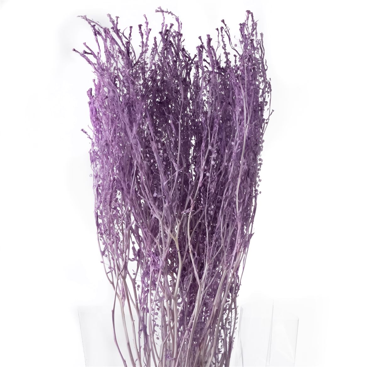 Thlaspi Baby Light Violet Per Bunch 40cm