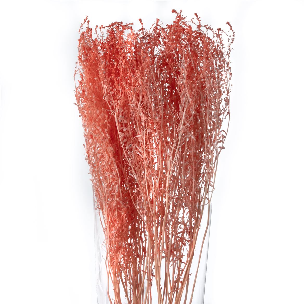 Thlaspi Living Coral Per Bunch 40cm