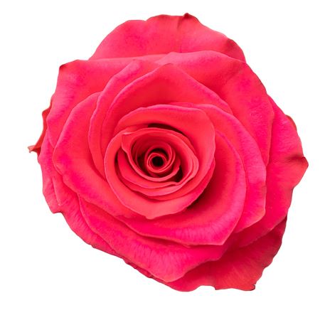 R Gr V.i.pink Xl