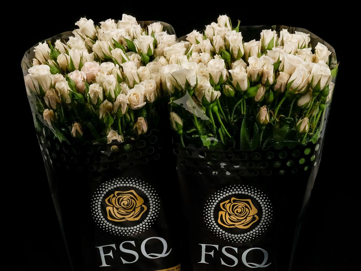 Rosa Spray White Majolica 50cm