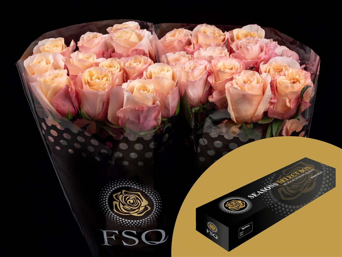 Rosa Baru 50cm