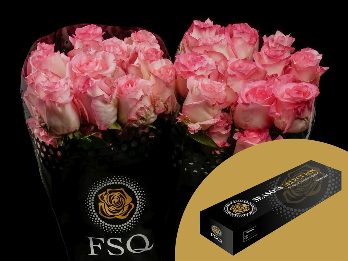 Rosa Boulevard@ 50cm
