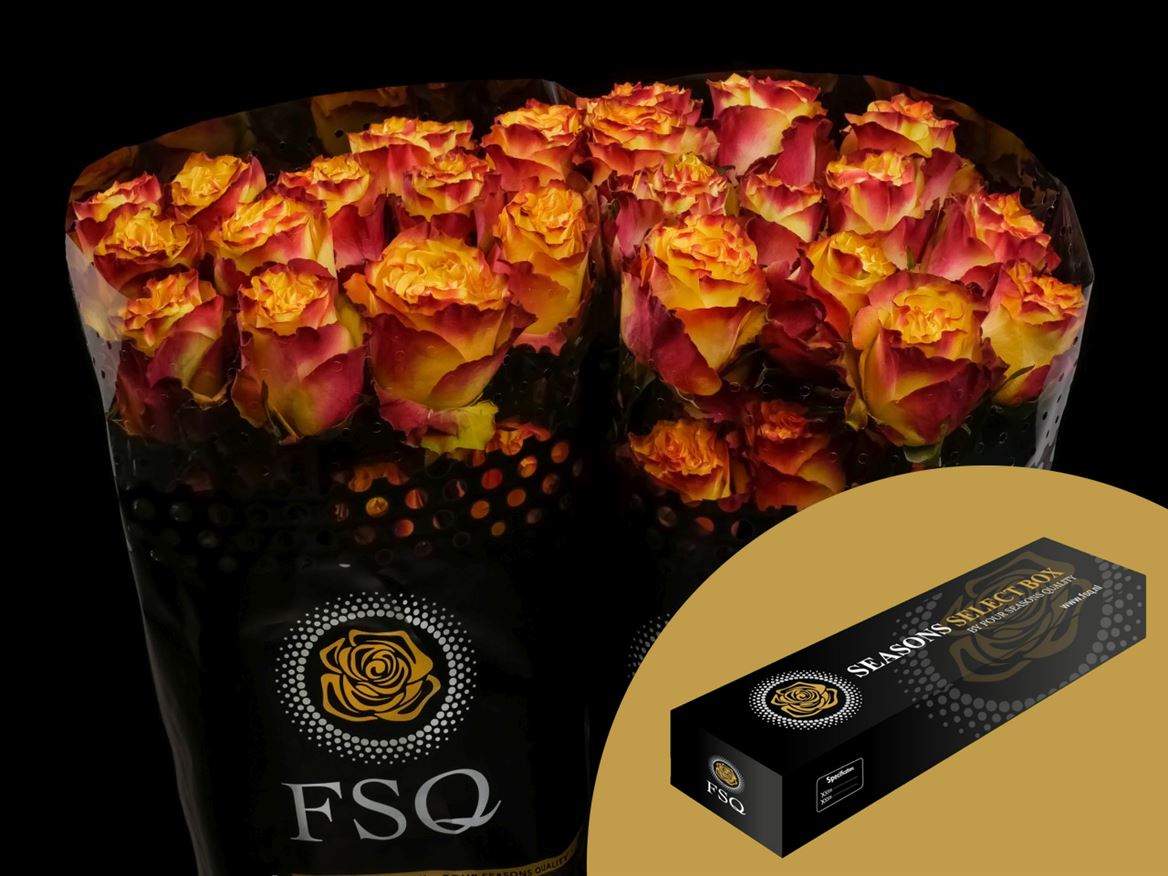 Rosa Newsflash 60cm