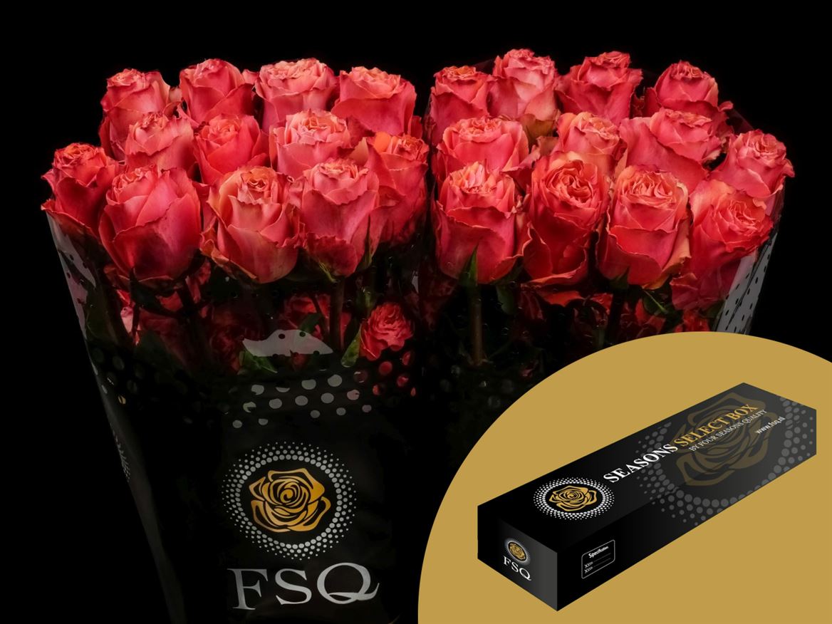 Rosa Hot Carpediem 40cm