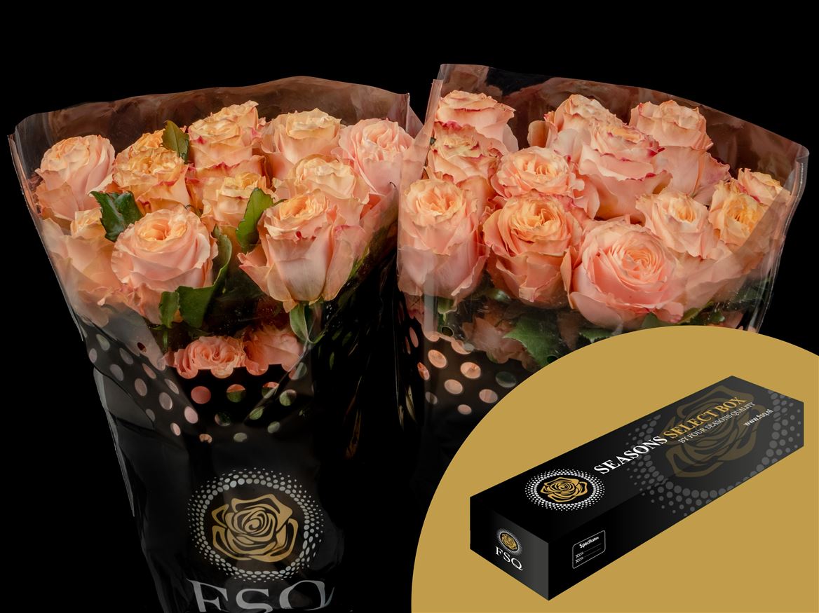 Rosa Garden Princess Crown 50cm