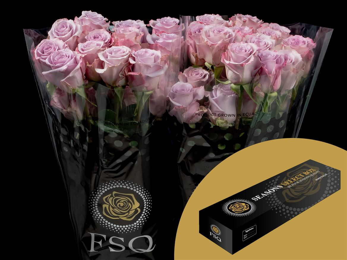 Rosa Star Platinum 50cm