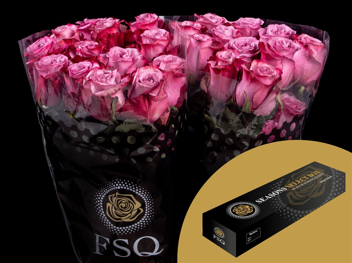 Rosa Acai 60cm