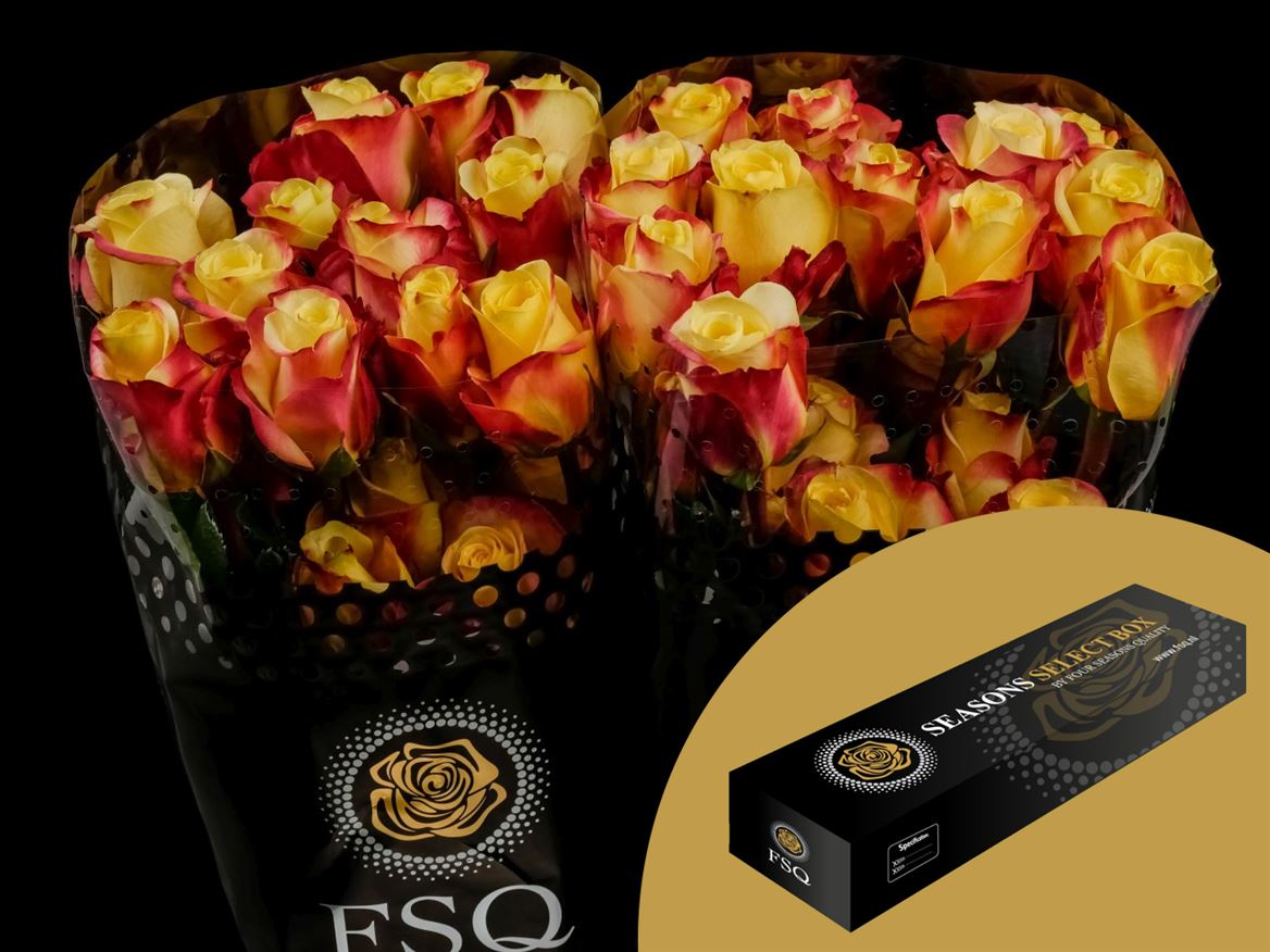 Rosa Hot Merengue+ 60cm