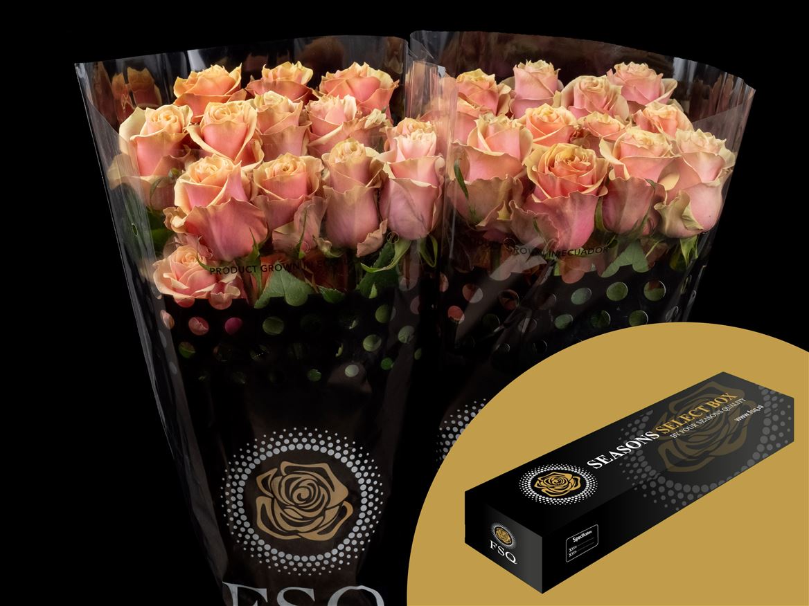 Rosa Pink Amaretto 40cm