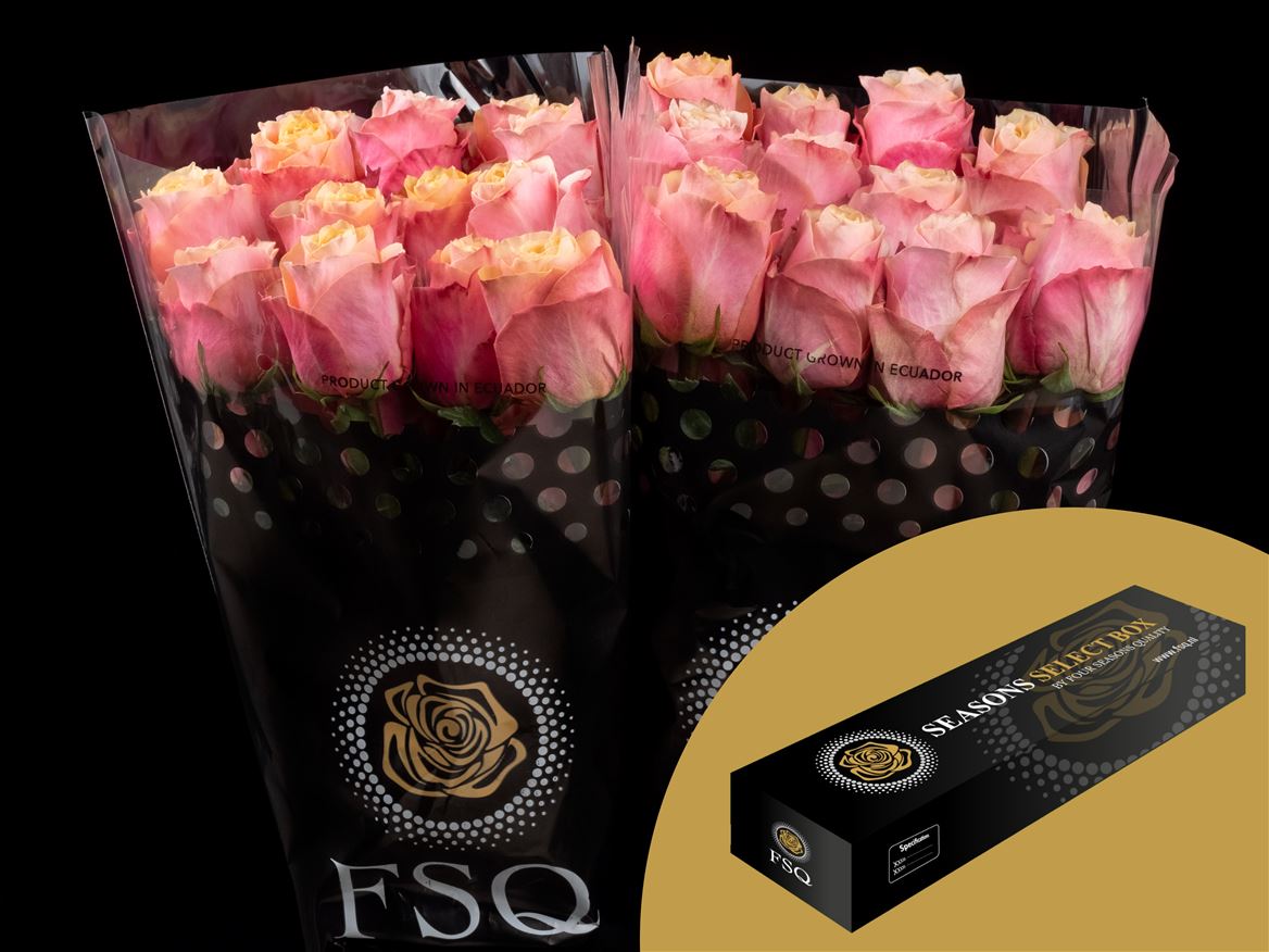 Rosa Gran Donna 60cm