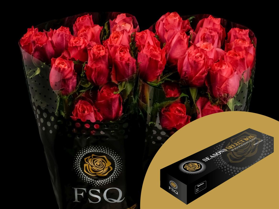 Rosa Hard Rock 50cm